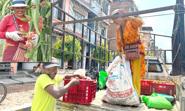 Photo of ड्रागन फ्रुट बिक्रीका लागि तयारी गरिदै