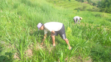 Photo of उत्पादनमा अनुदान कार्यक्रमले भानुका पशुपालक किसान उत्साहित