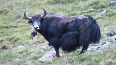 Photo of शे–फोक्सुन्डो राष्ट्रिय निकुञ्जमा भेटियो दुर्लभ जङ्गली याक
