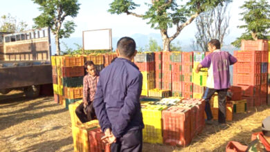 Photo of तनहुँको म्याग्देमा उत्पादित सुन्तला बजारीकरणको तयारी