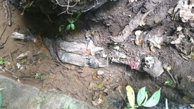 Photo of भानुको नेपालडाँडा सिद्धबाबा सामुदायिक वनमा मानव कंकाल भेटियो