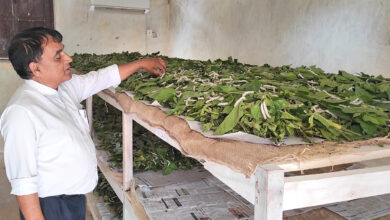 Photo of तनहुँमा कृषक आकर्षित नहुँदा लोपको संघारमा रेशम किरा खेती, प्रदर्शनी र बीउ संरक्षणका लागि मात्रै खेती गरिदै