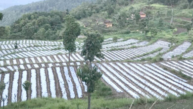 Photo of पाखोबारीमा व्यवसायिक रुपमा खुर्सानी खेती