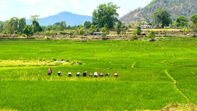 Photo of चैते धान खेती गोड्दै कृषक