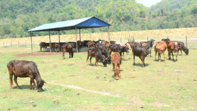 Photo of छाडा गाई हेरचाह गर्न संरक्षण केन्द्र प्रभावकारी बन्दै