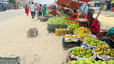 Photo of आँपको सुवासले मगमगाइरहको छ सिरहा, चिस्यान केन्द्र नहुँदा समस्या