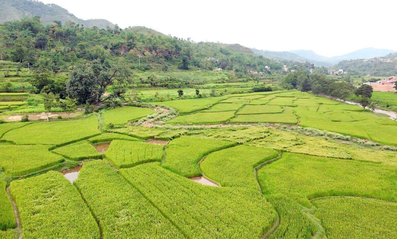 Photo of चैते धान खेती