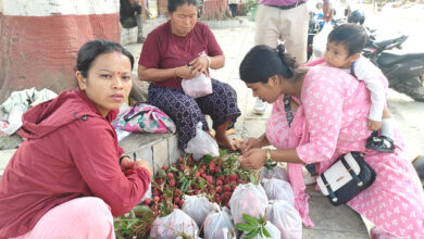 Photo of मौसमी फल लिचिको व्यापार