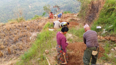 Photo of बाँझिएको पाखोबारीमा सुन्तला खेती