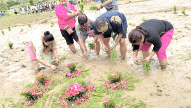 Photo of वर्षा कम हुँदा गण्डकीमा अपेक्षित रोपाइँ हुन सकेन, तनहुँमा १८ प्रतिशत रोपाइँ