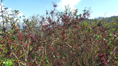 Photo of कर्णालीको समृद्धिको आधार : जङ्गल र जडीबुटी