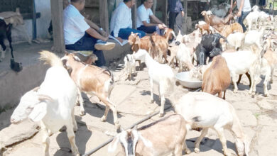 Photo of व्यवसाय बनेको बाख्रापालन