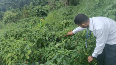 Photo of तनहुँको ऋषिङमा २५ जना किसानद्वारा सामूहिक रूपमा पहिलो पटक अकबरे खुर्सानीखेती