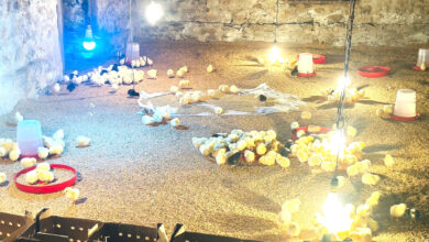 Photo of विद्यालयमा कुखुरापालन