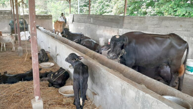 Photo of विदेशको मोह त्यागेर भैँसीपालनमा