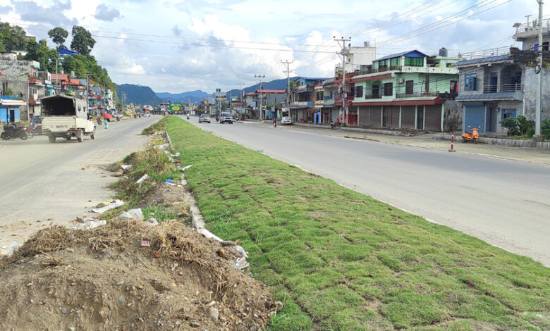 Photo of सडकको डिभाइडरमा हरियो दुबो