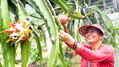 Photo of शिक्षण र बुटिक पेसापछि ‘ड्रागनफ्रुट’मा आकर्षित गौली