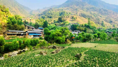 Photo of बागलुङमा एक अर्ब ९४ करोड ६० लाखको आलु उत्पादन