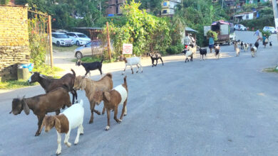 Photo of चरेर फर्कदै बाख्रा