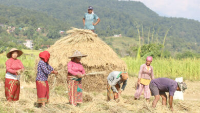 Photo of किसानलाई धान थन्काउने चटारो