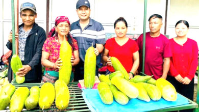 Photo of आँबुखैरेनीका कृषक मादले काँक्रोखेतीतर्फ आकर्षित, काँक्रो बिक्री गरी रु छ लाख ३५ हजार आम्दानी