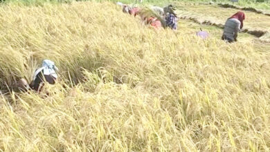 Photo of सकियो दशैं, धान पनि पाक्यो