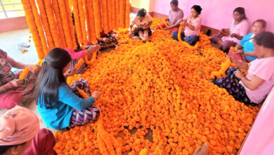 Photo of आँवुखैरेनीका कृषकलाई सयपत्री फूलको माग धान्न धौ–धौ, यसबर्ष कतार नपठाइने