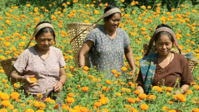 Photo of आँवुखैरेनीको यान्चोकटार महिला लघु उद्यमी समूहले बेच्यो सात लाख रुपैयाँको सयपत्री फूल