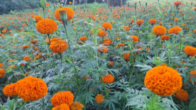 Photo of फूल्यो सयपत्री फूल