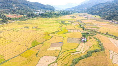 Photo of पाक्यो धान, रुझायो झरिले