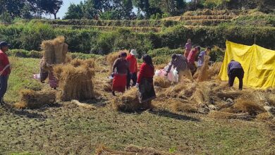 Photo of किसानलाई धान भित्र्याउने चटारो