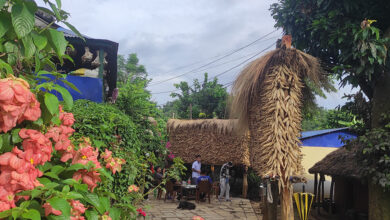 Photo of तनहुँमा मकै उत्पादन बढ्यो