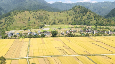 Photo of ऋषिङ पाटनको फाँटमा पाक्यो धान