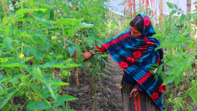 Photo of तरकारीखेतीले फेरिँदै जीवनशैली