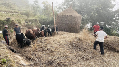 Photo of धान पराल थन्काउन दाँइ