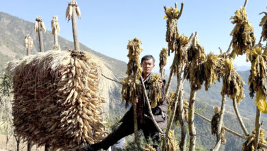 Photo of लेकाली रायो सागको गुन्द्रुक