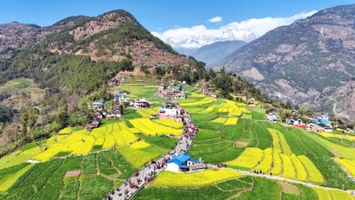 Photo of रत्नेचौरको फाँटमा तोरीबाली