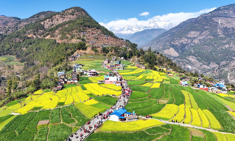 Photo of रत्नेचौरको फाँटमा तोरीबाली