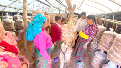 Photo of कन्ये च्याउ खेती