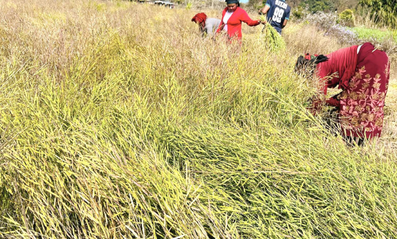Photo of पाक्यो तोरी
