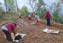 Photo of सामुहिक अदुवा खेती