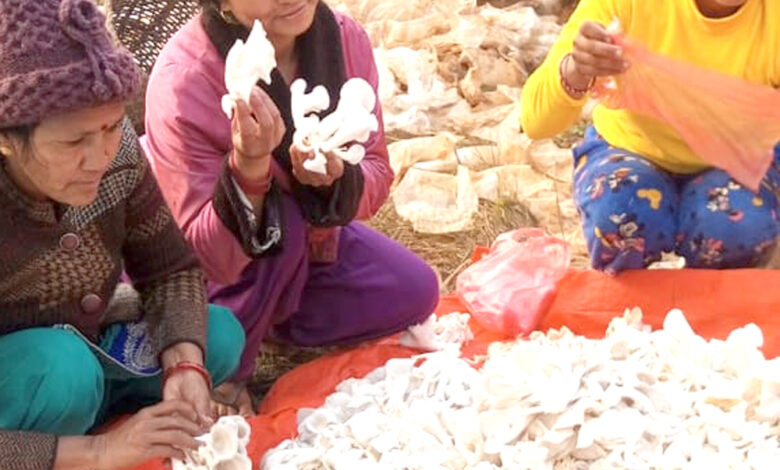 Photo of लोचेडाँडामा च्याउ खेतीको सफलता