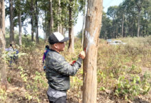 Photo of तनहुँ जलविद्युत आयोजना अन्तर्गत प्रसारण लाइन निर्माणका लागि चितवनमा रुख छपान सकियो