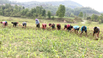 Photo of मकै खेती गोडमेल