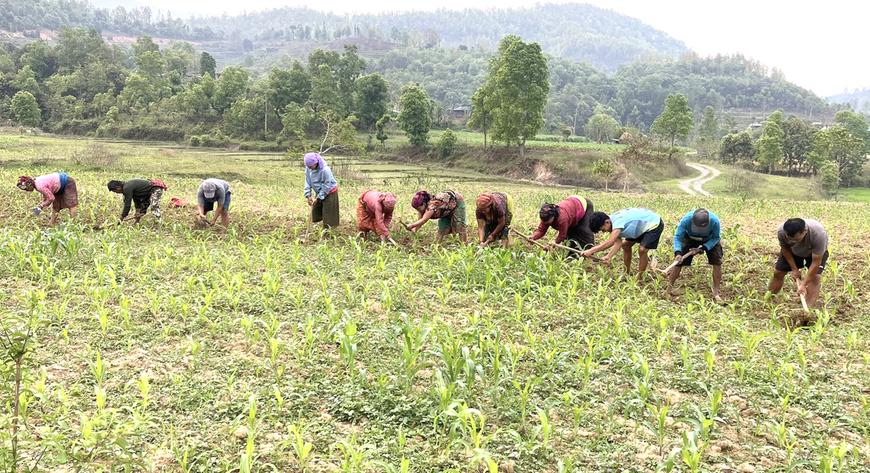 Photo of मकै खेती गोडमेल