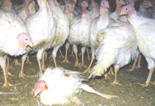 Photo of मरेको कुखुराको मासु खाँदा दुई बालकको ज्यान गयो, आमा र भाइ गम्भीर