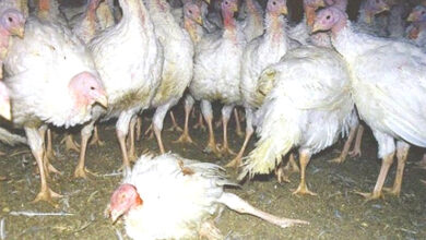 Photo of मरेको कुखुराको मासु खाँदा दुई बालकको ज्यान गयो, आमा र भाइ गम्भीर