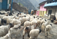 Photo of लाग्यो उँभौली, भेडाबाख्रा धपाउँदै लेक चढे गोठालाहरु