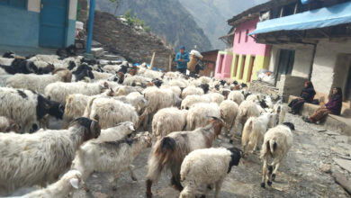 Photo of लाग्यो उँभौली, भेडाबाख्रा धपाउँदै लेक चढे गोठालाहरु