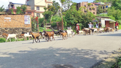 Photo of चरेर घर फर्कदै बाख्रा